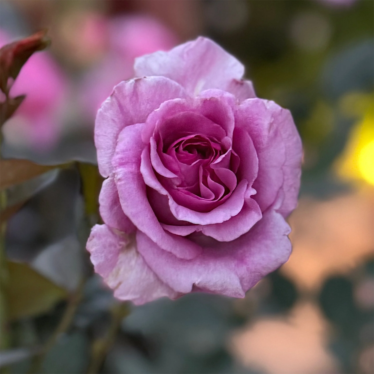 Melody Parfumée Grande Prune Rose
