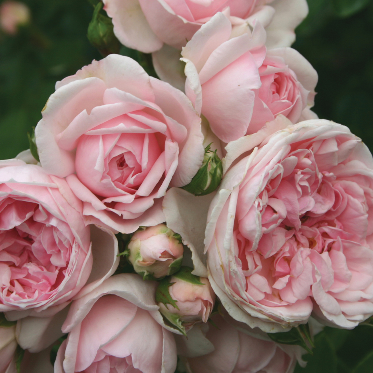 Rose rose « Conte de fées de Cendrillon »