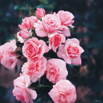 Rose rose tendre « Sexy Rexy »