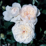 Rose blanche pure romantique « Boléro »
