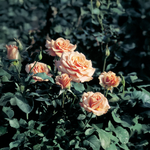 « Chantons sous la pluie » Rose abricot-cuivre