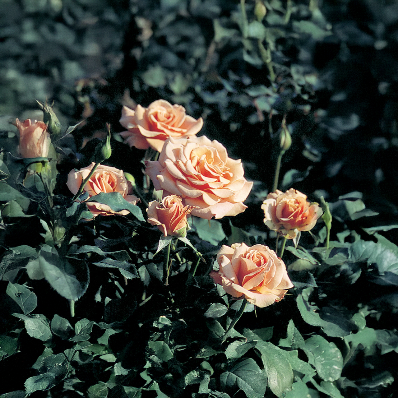« Chantons sous la pluie » Rose abricot-cuivre