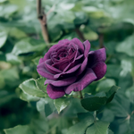 Rose violette « Ebb Tide »