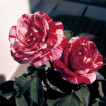 Rose rouge et blanche « Scentimental »