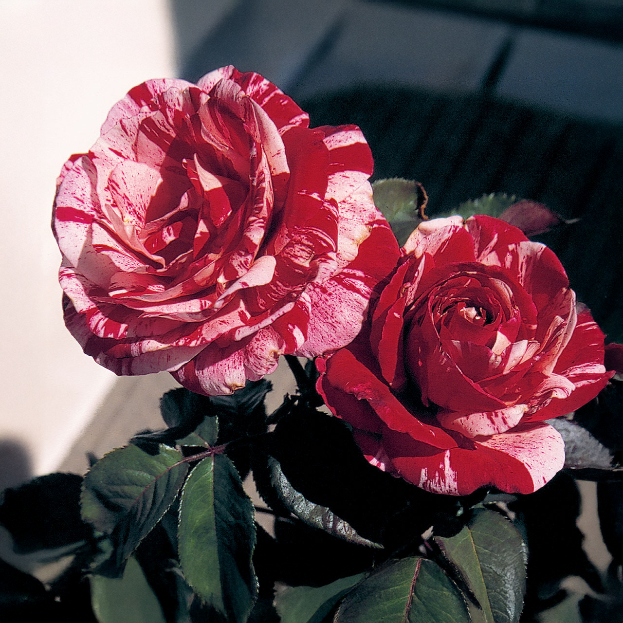 Rose rouge et blanche « Scentimental »