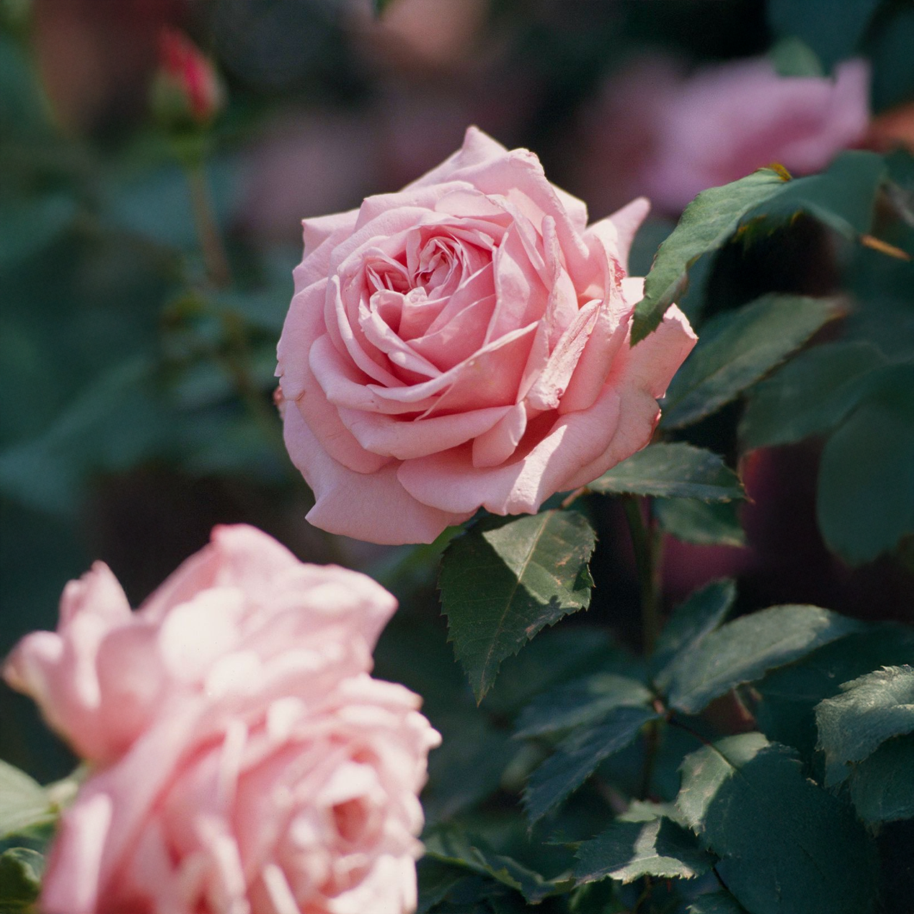 Rose grimpante rose « Aube de corail »