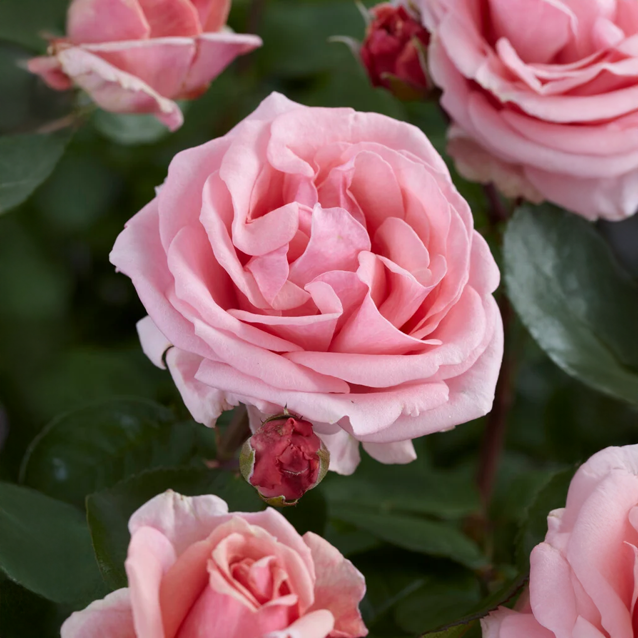Rose grimpante rose « Aube de corail »