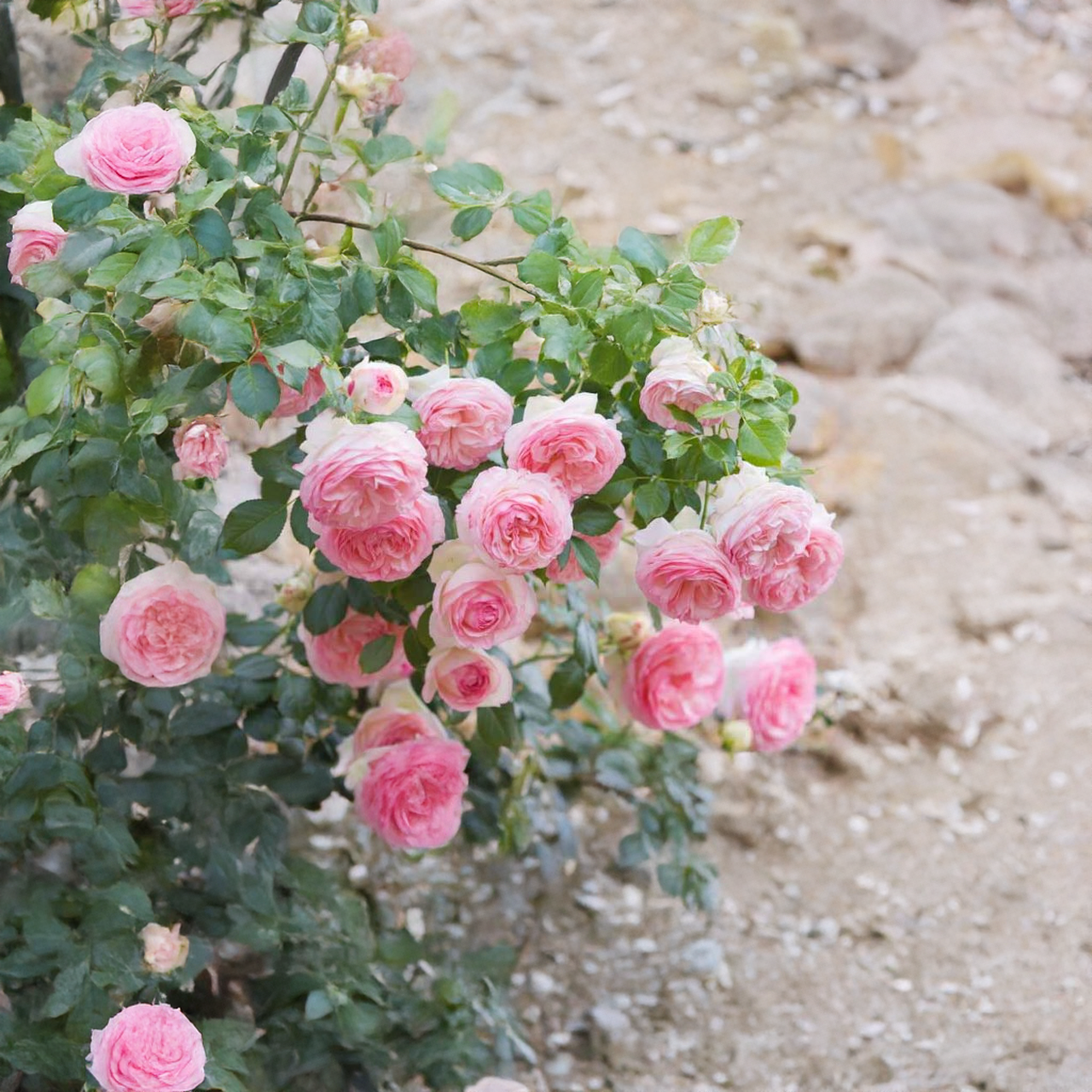 Eden Climber Romantica Rose grimpante rose