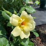 Rose jaune « Grimper au soleil insouciant »