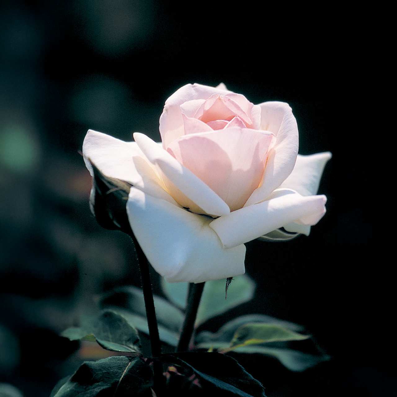 Rose blanche grimpante du « Lac des cygnes »