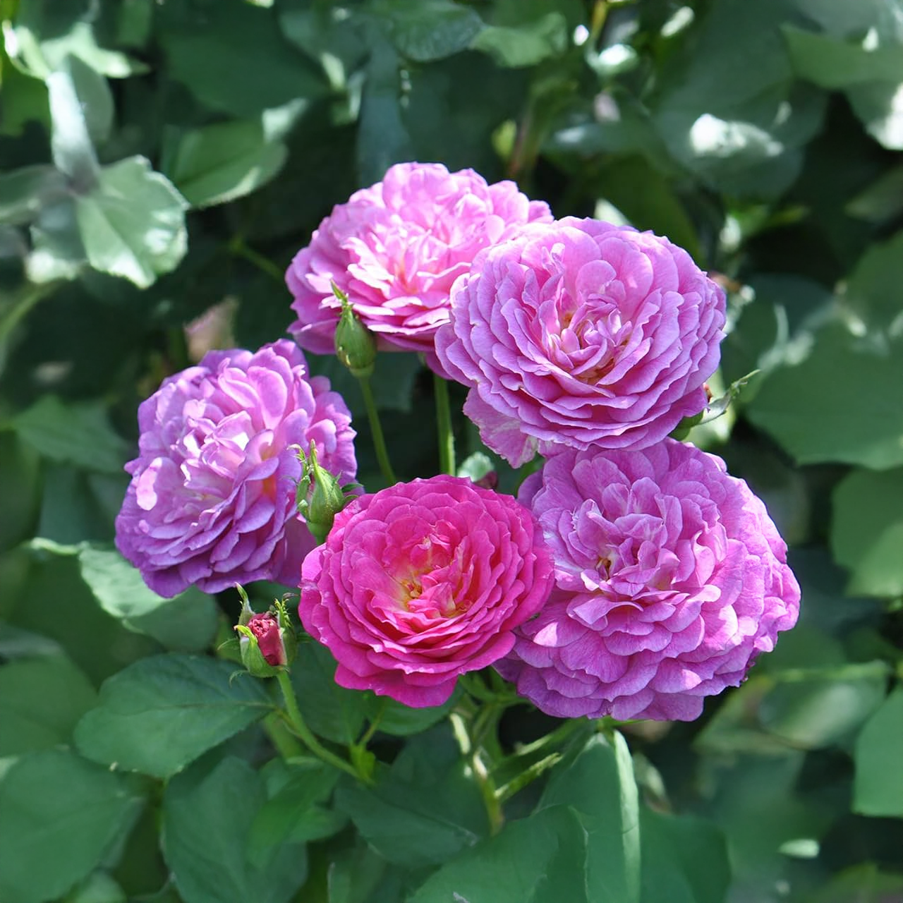 "Outta The Blue" Red-Purple Rose