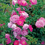 Rose rose-lavande « Abbotsford »