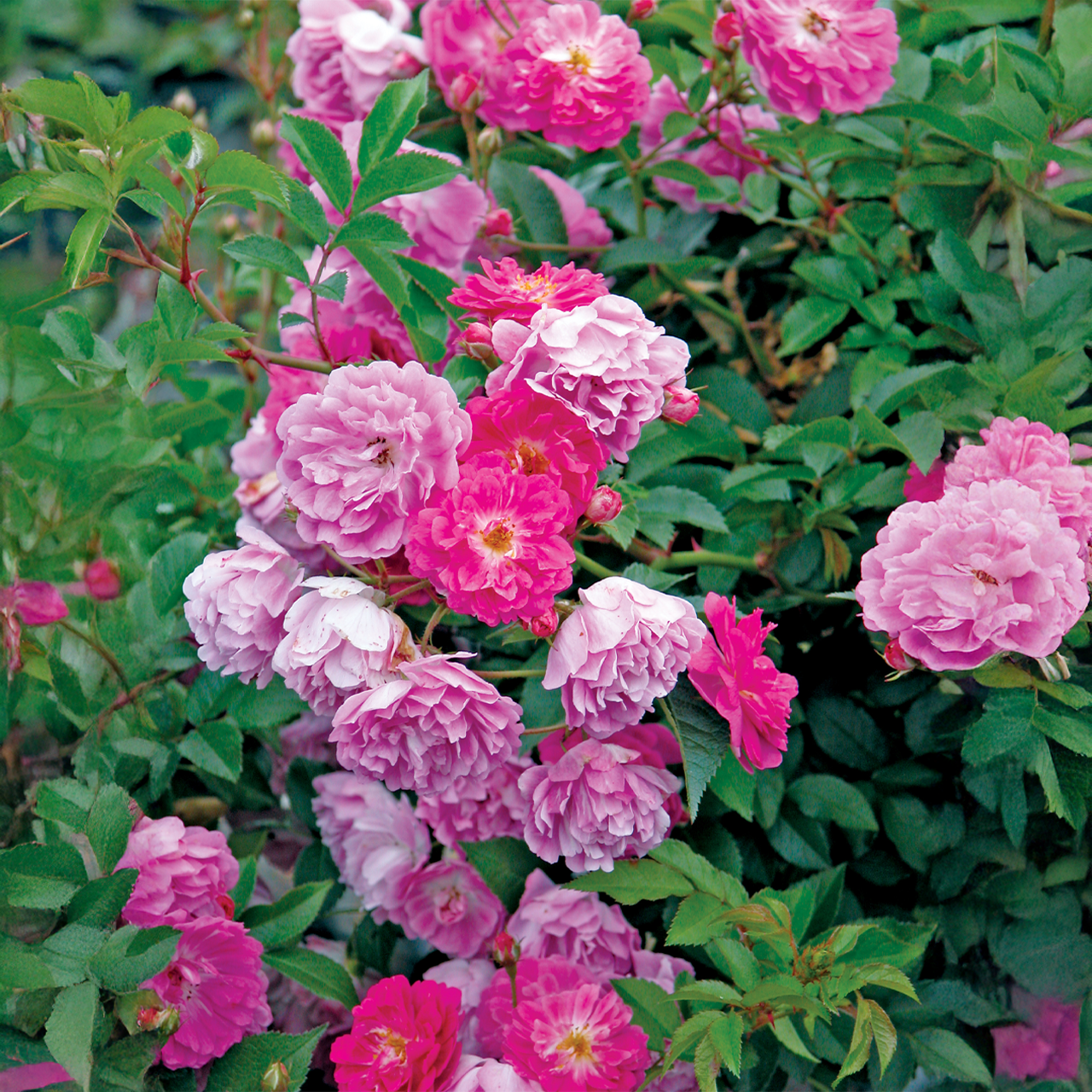 Rose rose-lavande « Abbotsford »