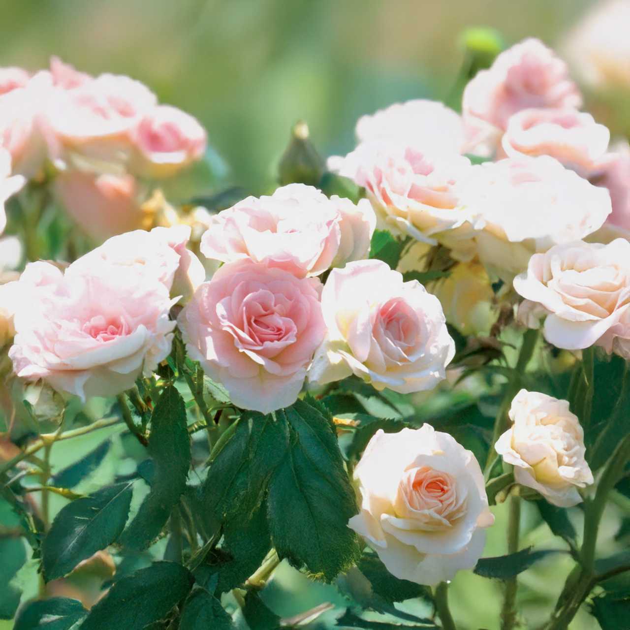 Rose Parkland rose clair « Morden Blush »