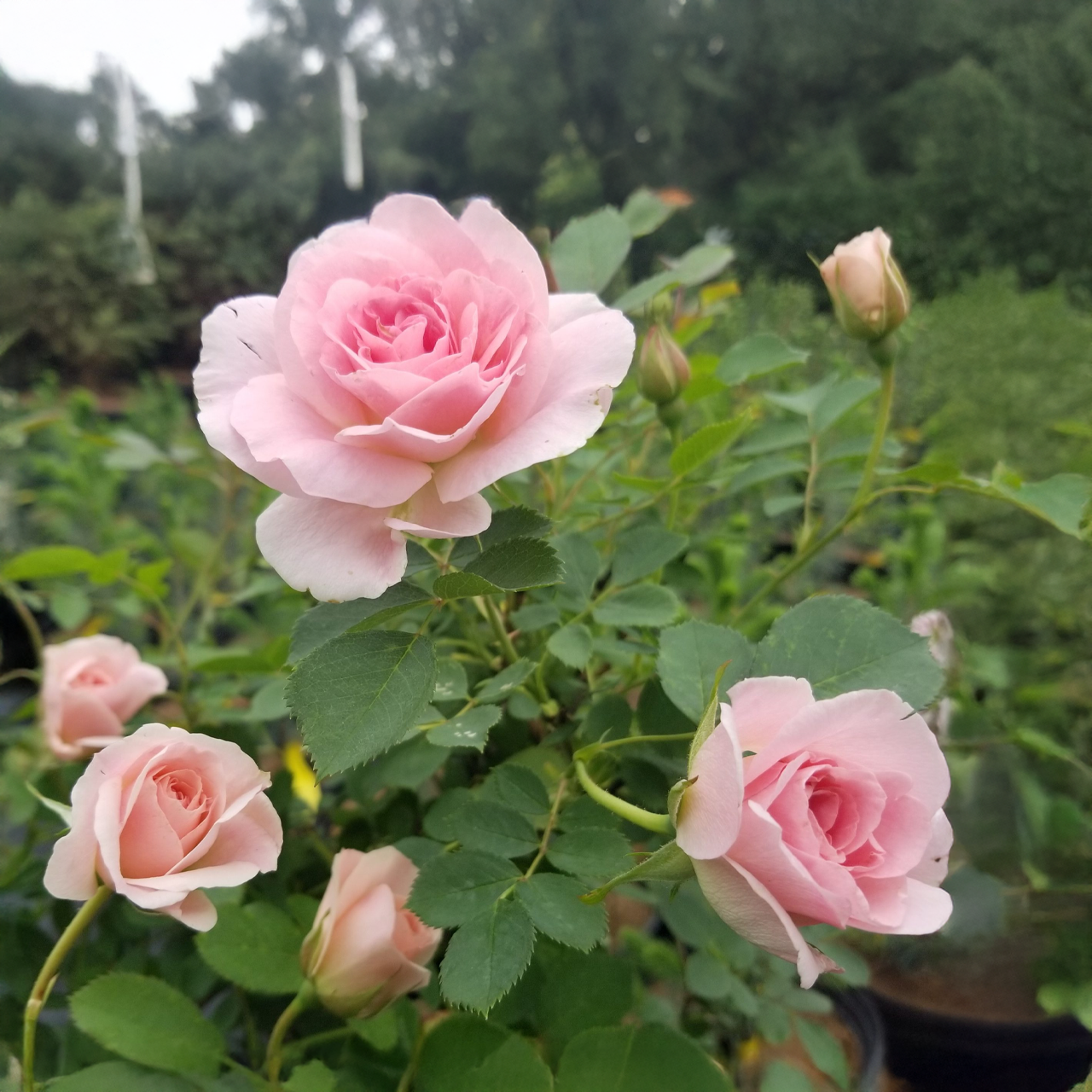 Rose Parkland rose clair « Morden Blush »