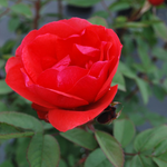Rose rouge écarlate « Morden Fireglow » de Parkland