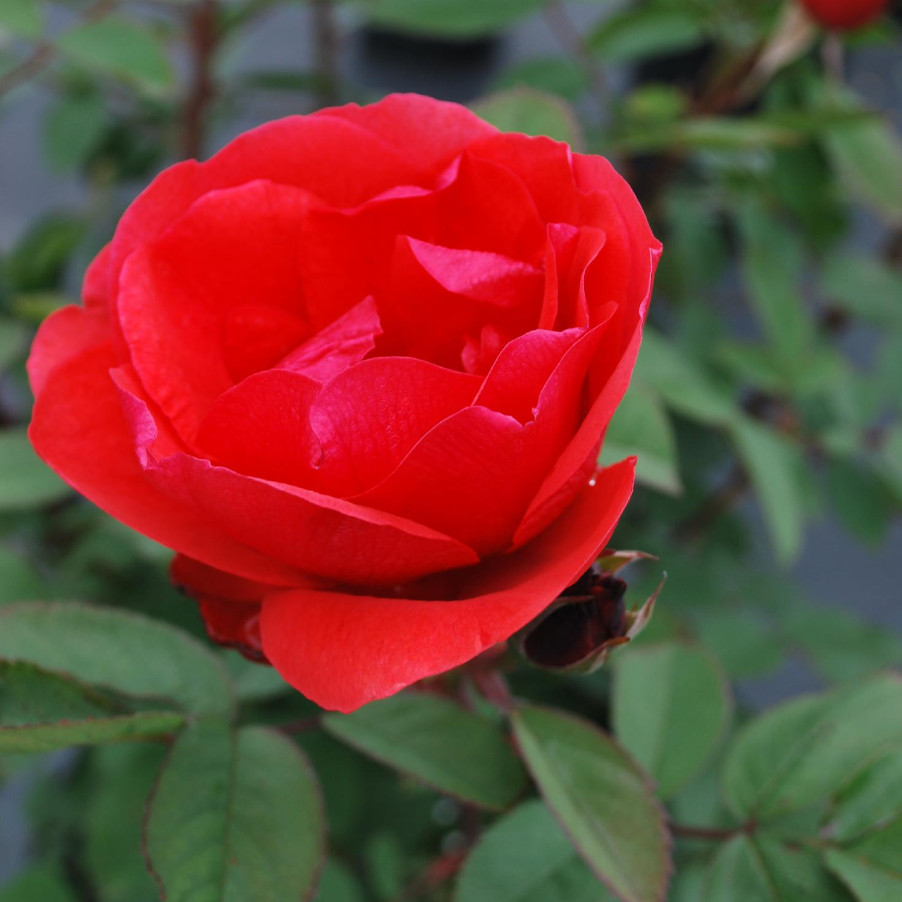 Rose rouge écarlate « Morden Fireglow » de Parkland