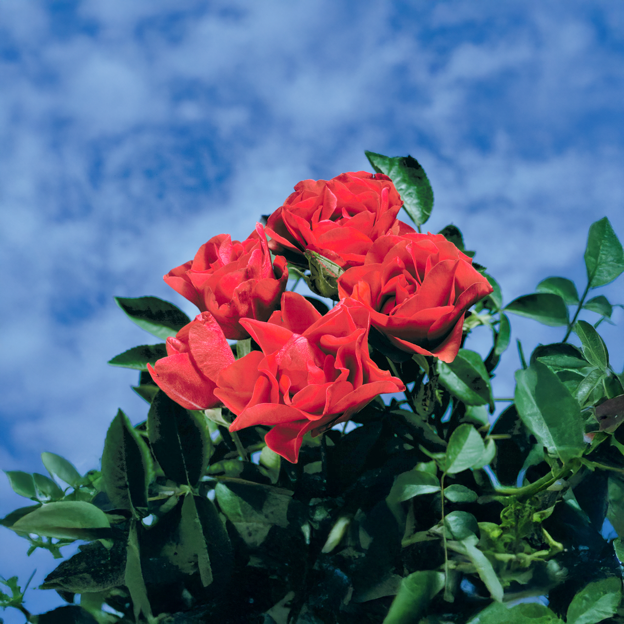 Rose rouge écarlate « Morden Fireglow » de Parkland
