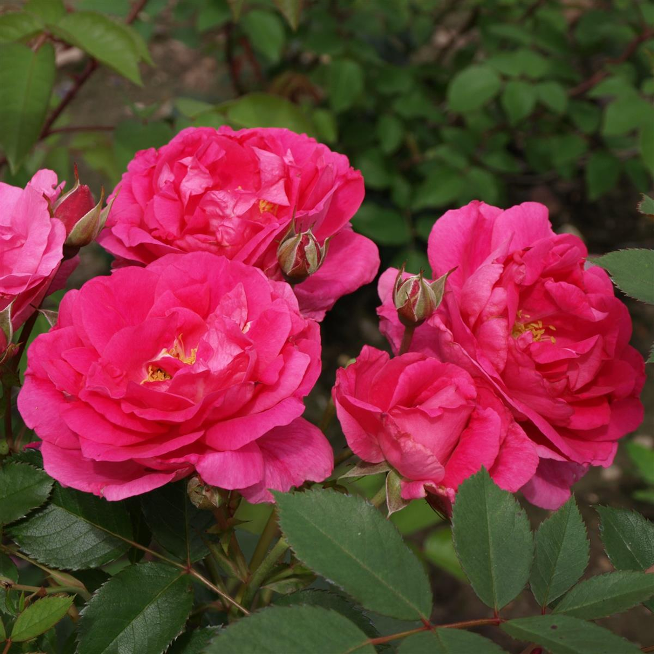 Rose rouge moyenne « Parcs de Winnipeg »