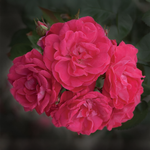 Rose rose « Party Hardy »