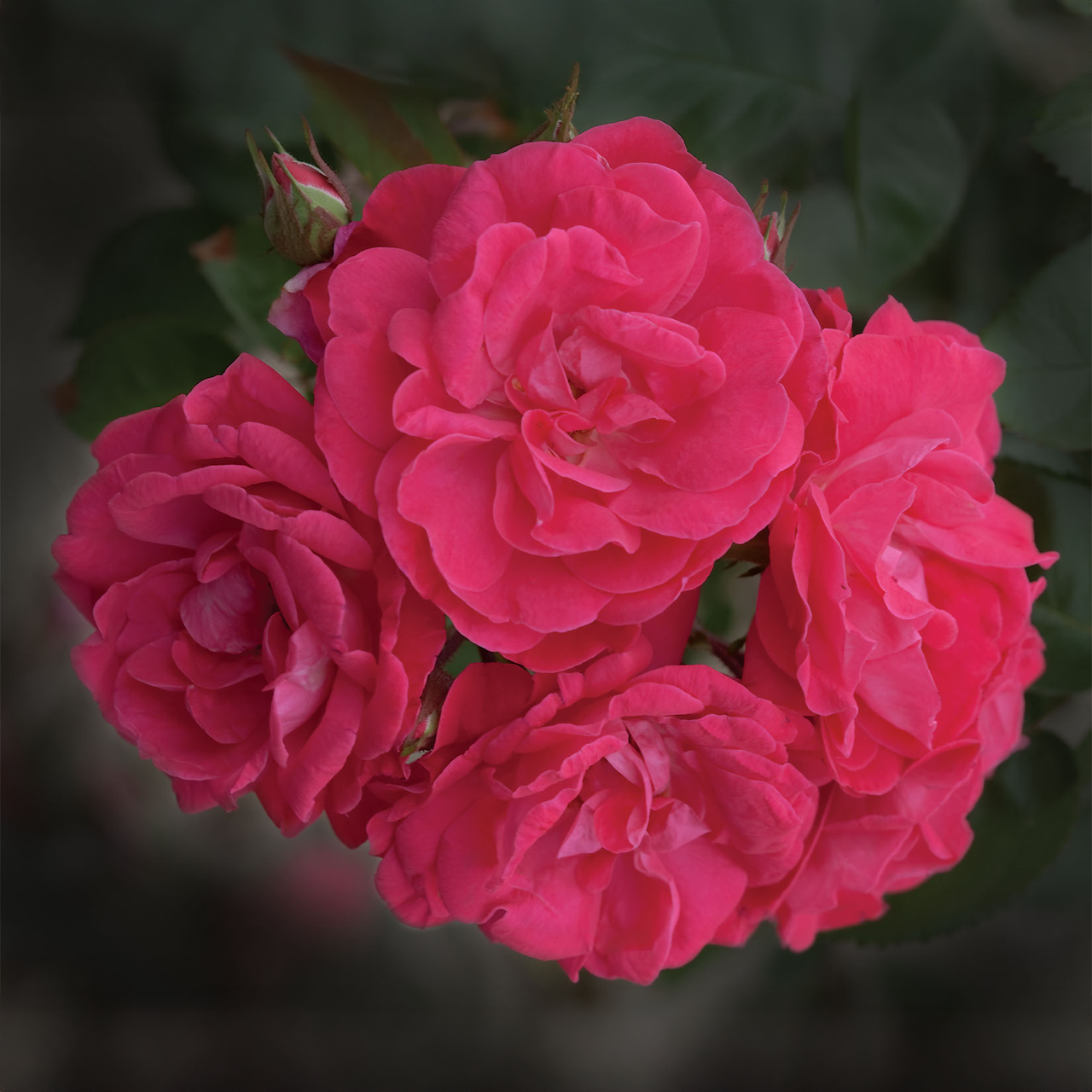 Rose rose « Party Hardy »