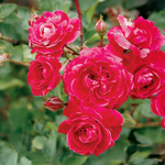 « Alexander Mackenzie » Explorateur Rose Rouge Profond