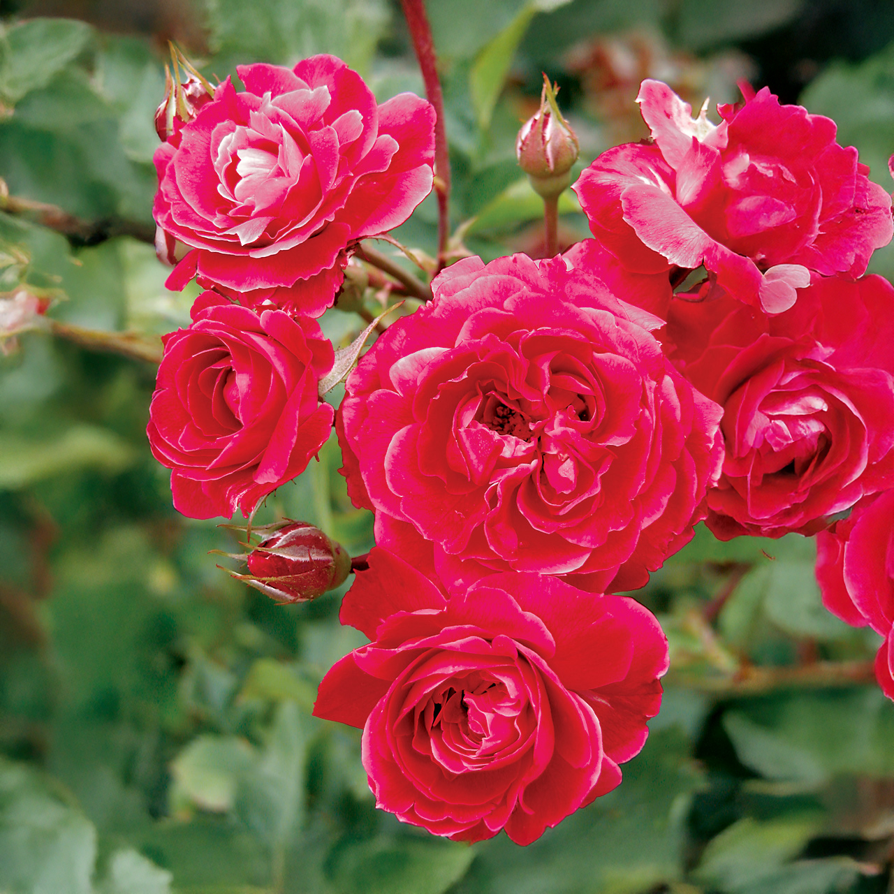 « Alexander Mackenzie » Explorateur Rose Rouge Profond