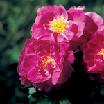 Rosier John Cabot 'Pink Red Explorer'