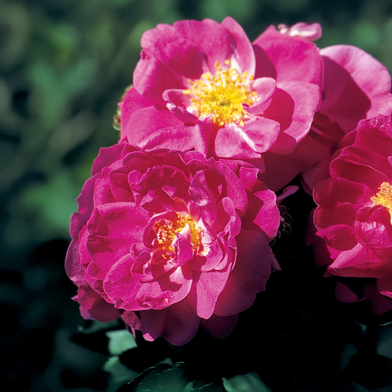 Rosier John Cabot 'Pink Red Explorer'