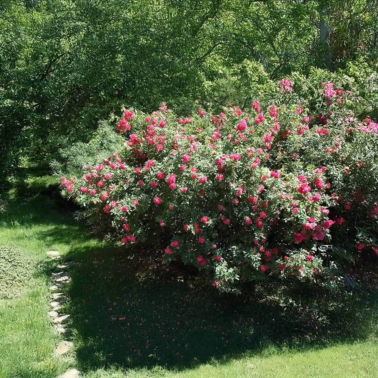 Rosier John Cabot 'Pink Red Explorer'