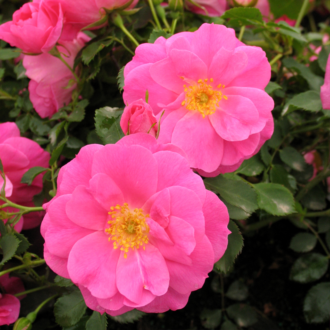Rosier Frontenac Explorer rose intense