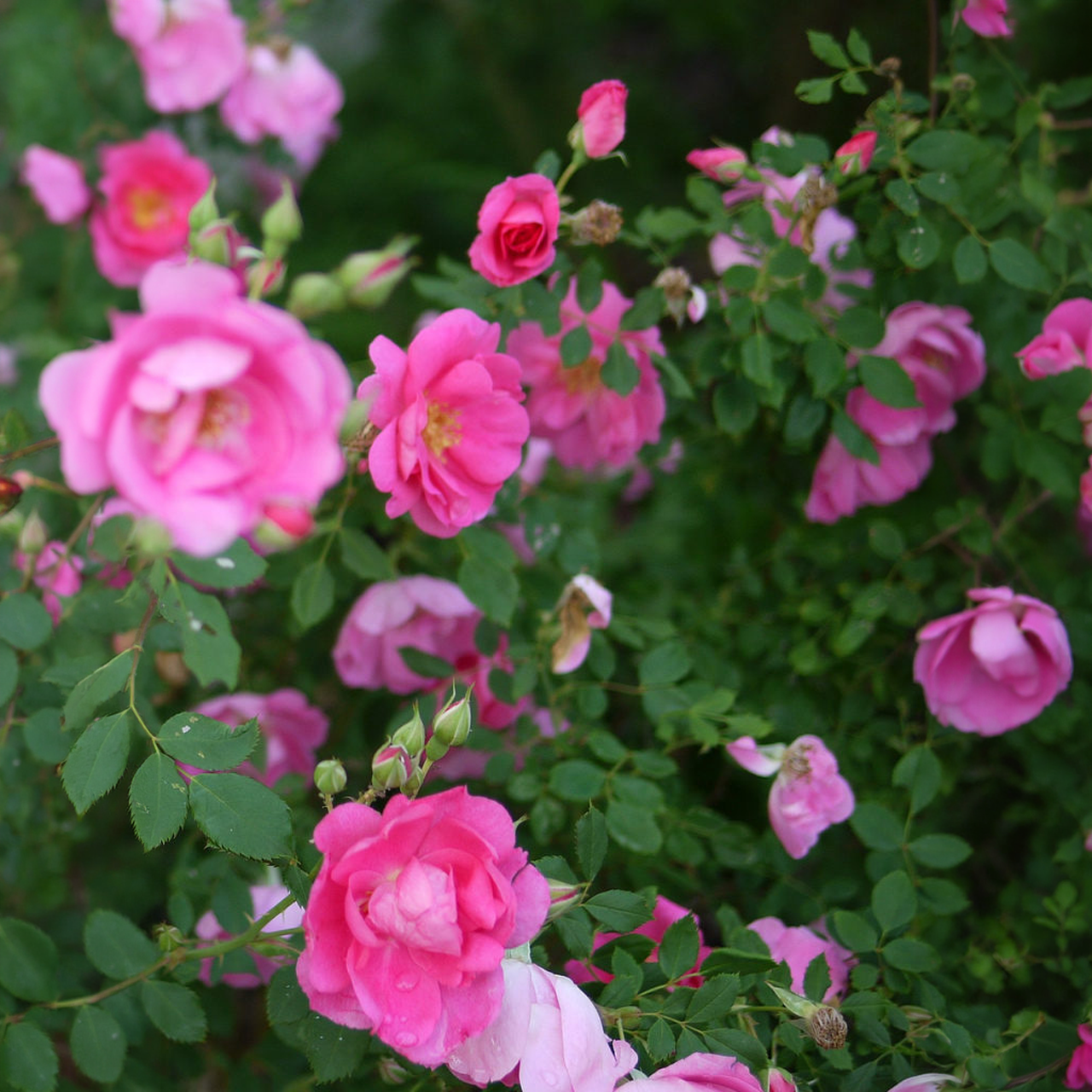 Rosier Frontenac Explorer rose intense