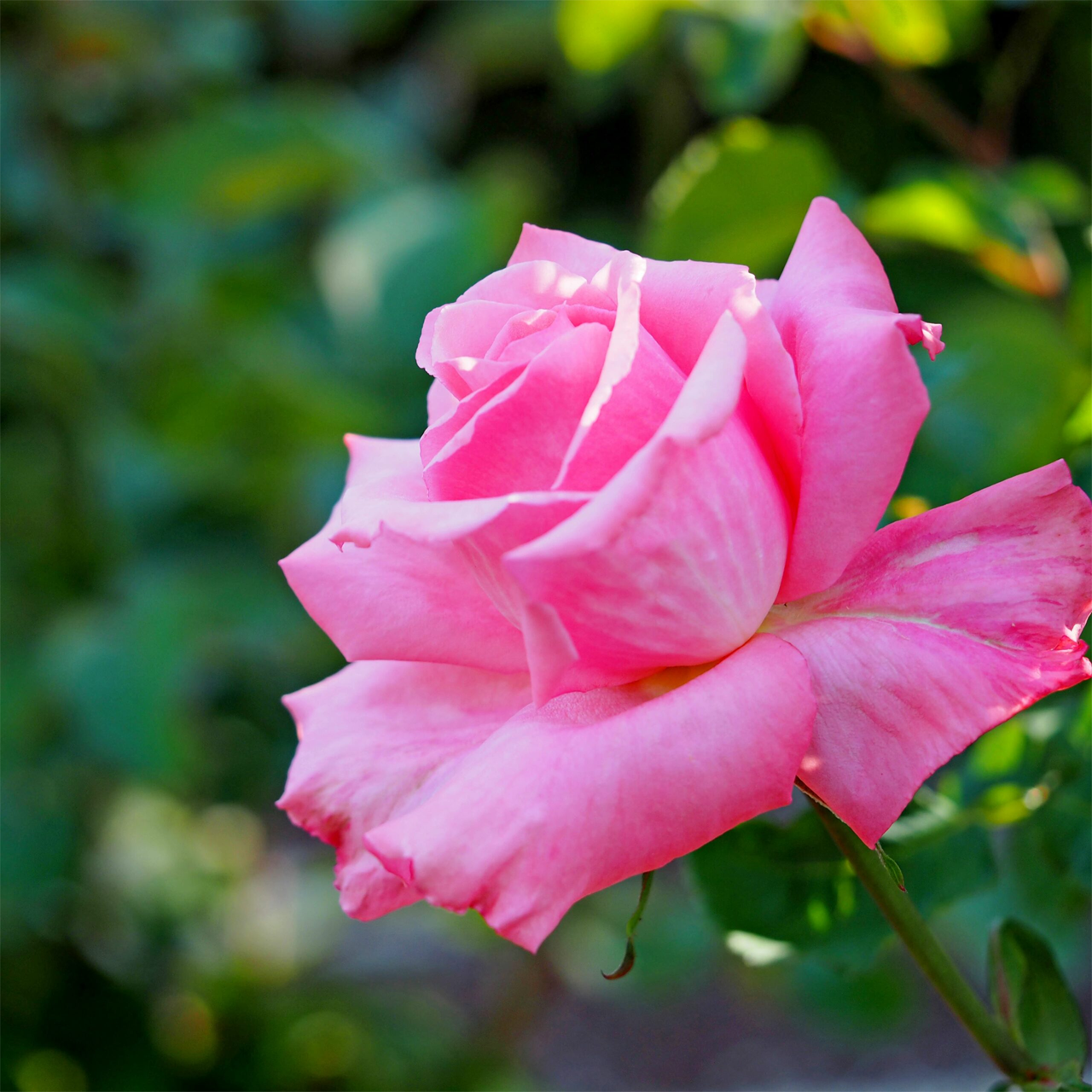 Rose Exploratrice rose moyenne « Lambert Closse »