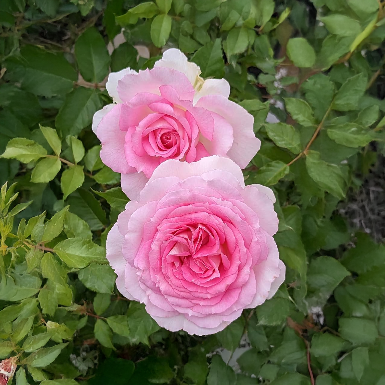 Rose Exploratrice rose moyenne « Lambert Closse »