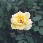 Rose Exploratrice Jaune « JP Connell »