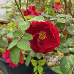 Rose Exploratrice Rouge Profond « Nicolas »