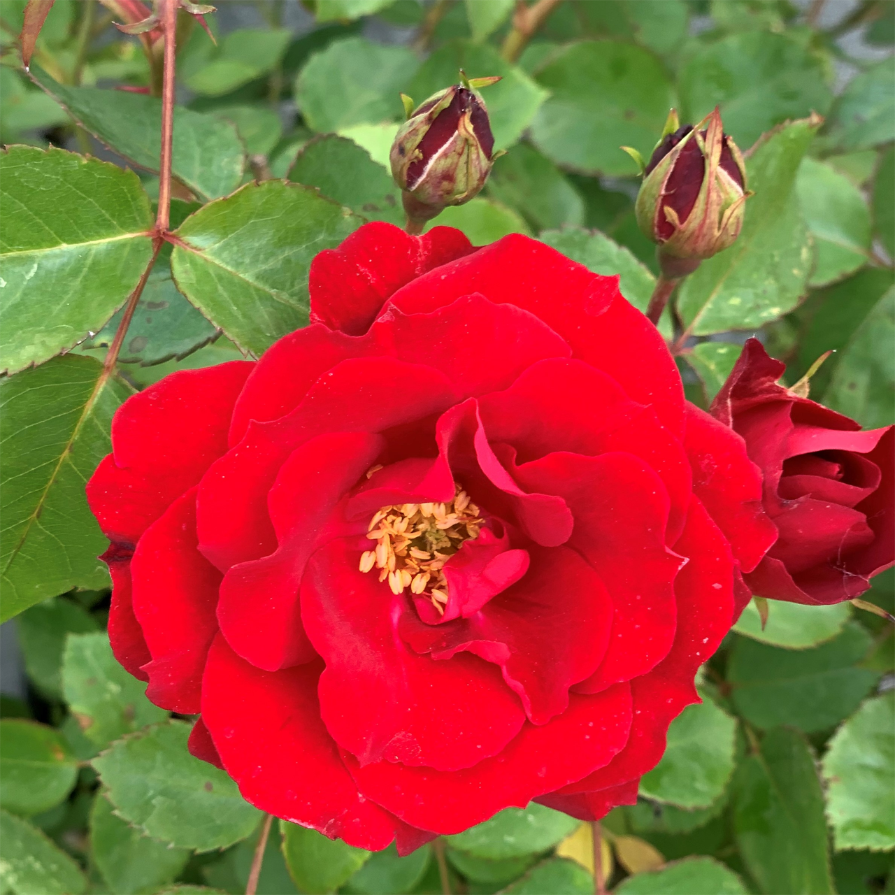 Rose Exploratrice Rouge Profond « Nicolas »