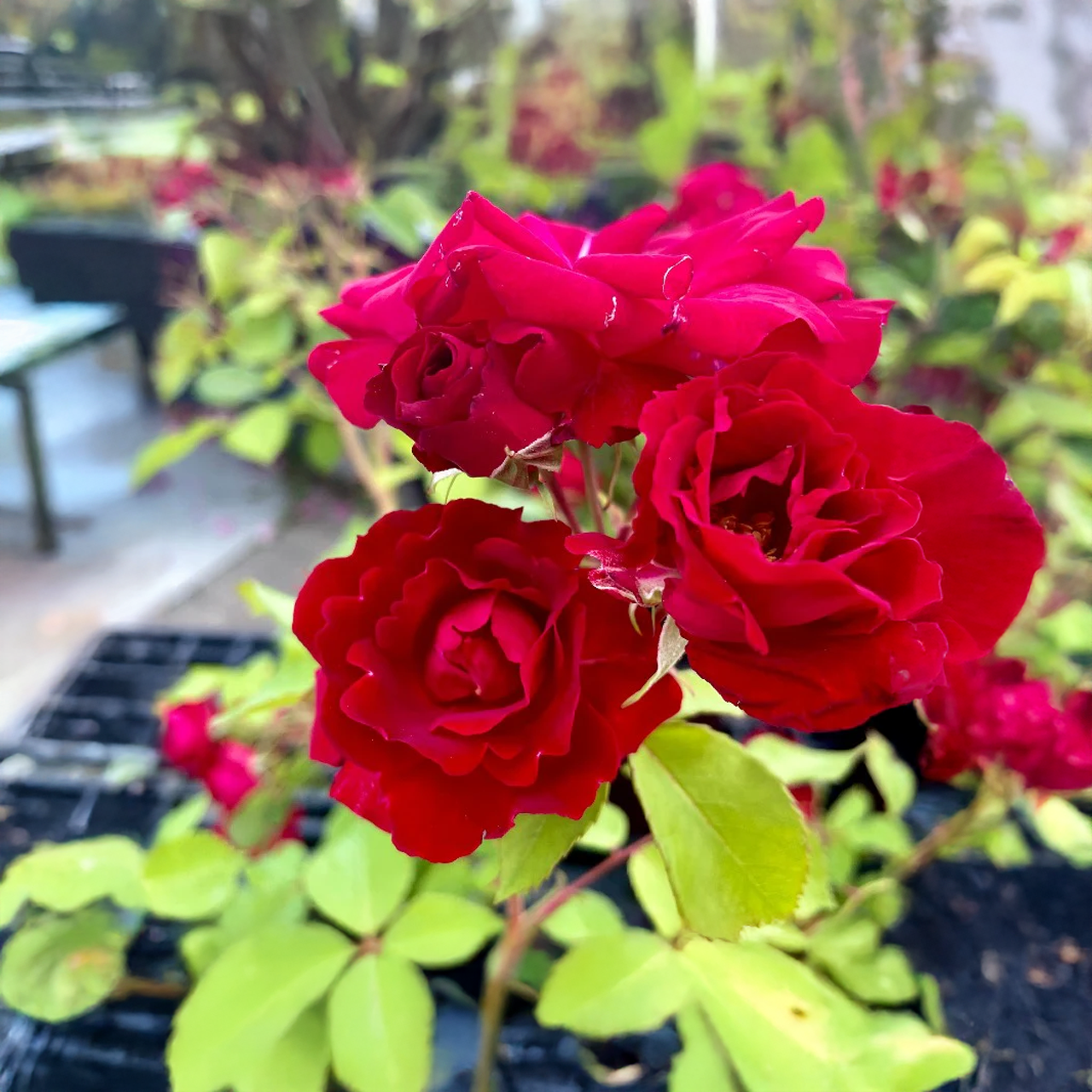 Rose Exploratrice Rouge Profond « Nicolas »