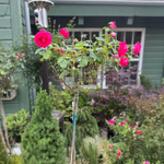Rosier nain "Winnipeg Parks" Rouge robuste 3 pi