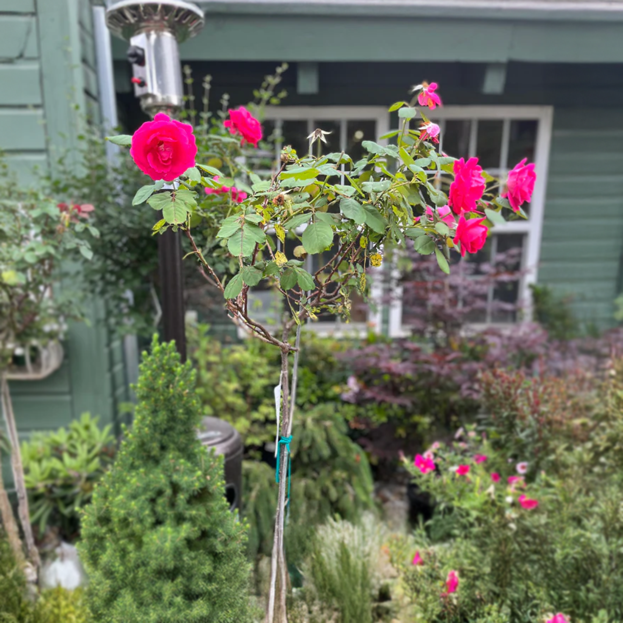 Rosier nain "Winnipeg Parks" Rouge robuste 3 pi