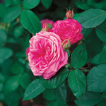 Rose « Gertrude Jekyll » de David Austin