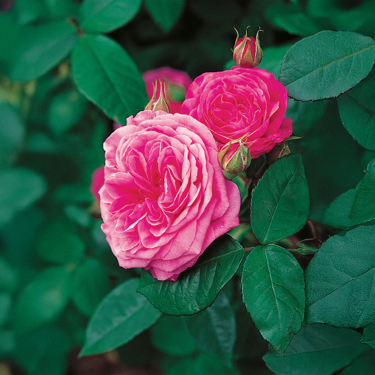 Rose « Gertrude Jekyll » de David Austin