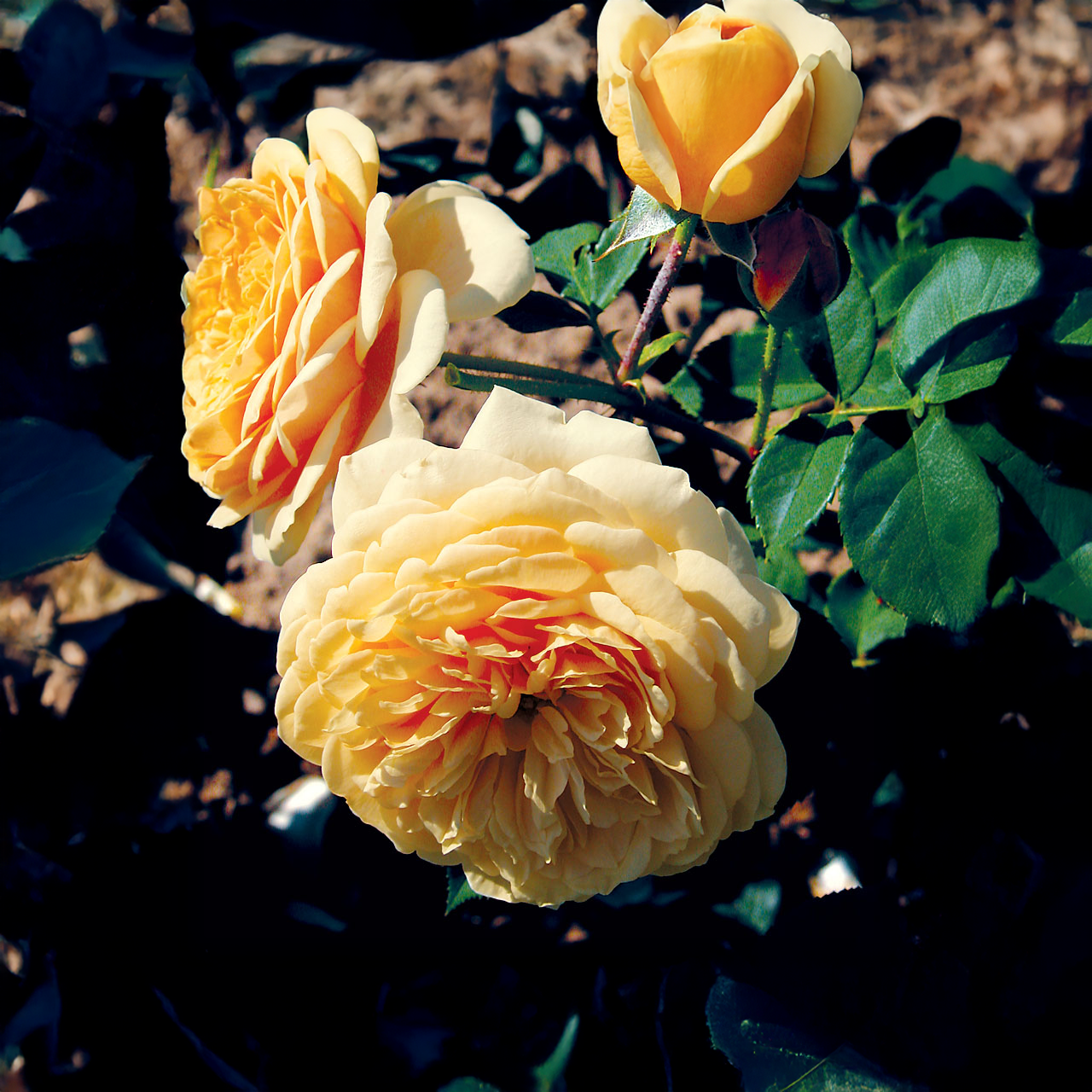 Rose jaune David Austin « Taquiner Georgia »