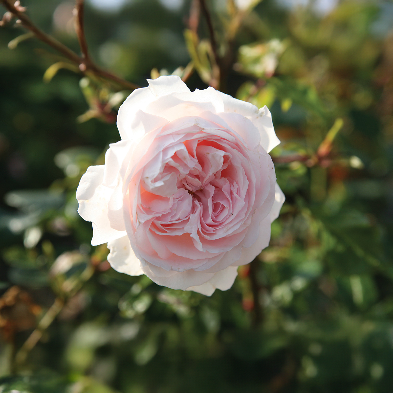 « First Crush » Parfuma Blush-Crème Rose