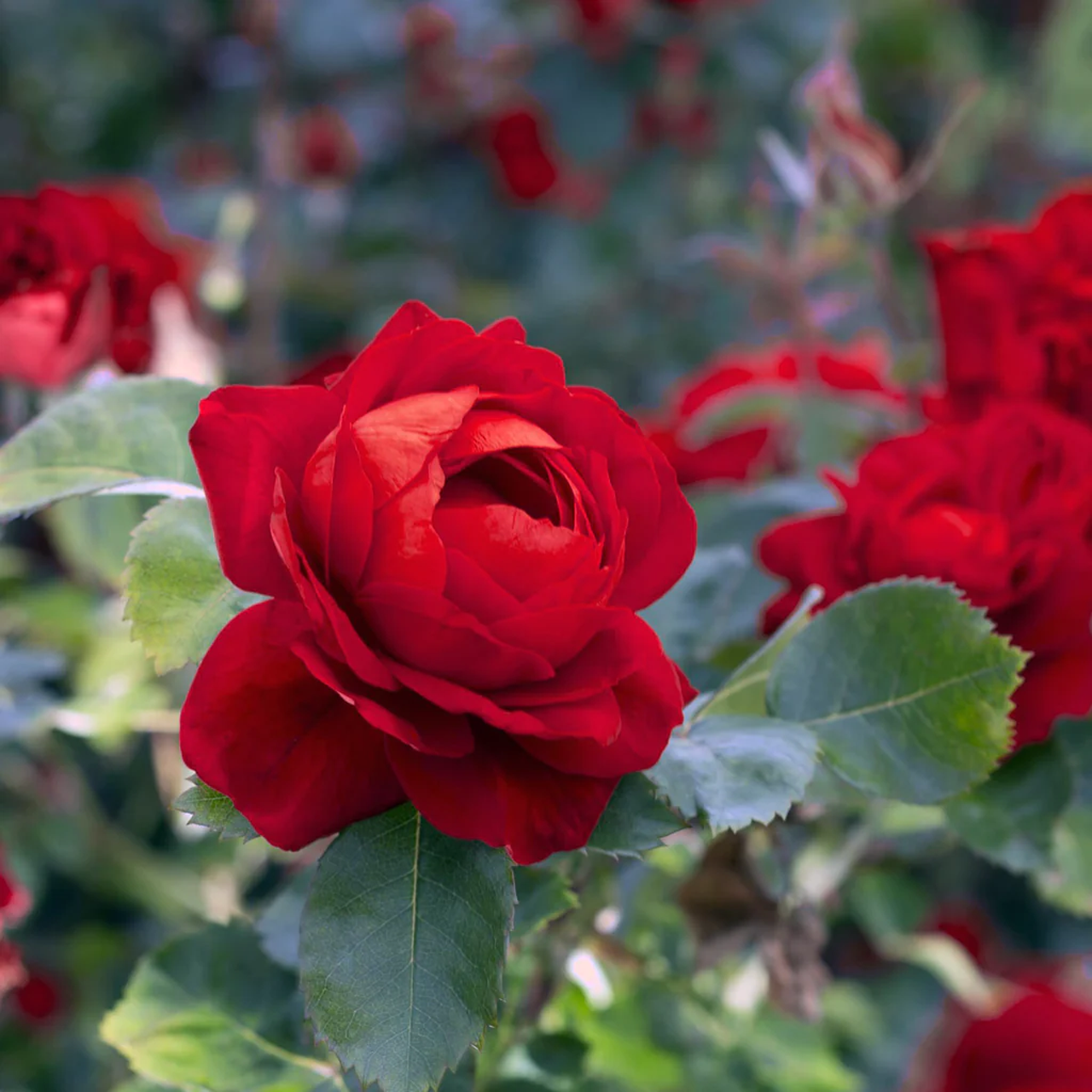 Rose rouge « Bouclier canadien »