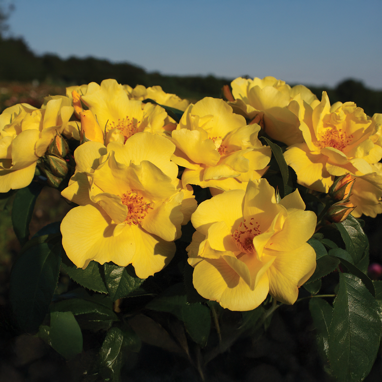"Lemon Fizz" Deep Yellow Rose