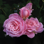 Rose rose foncé « Romance d'été »