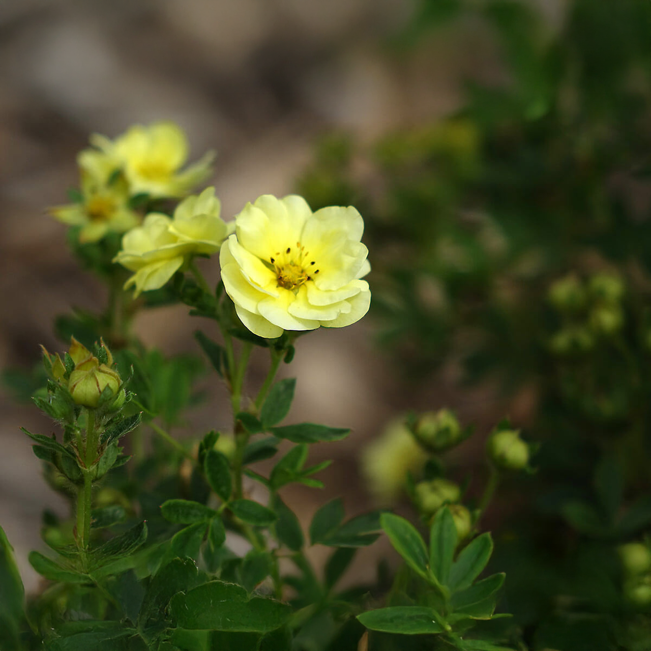 Potentille 'Lemon Meringue'