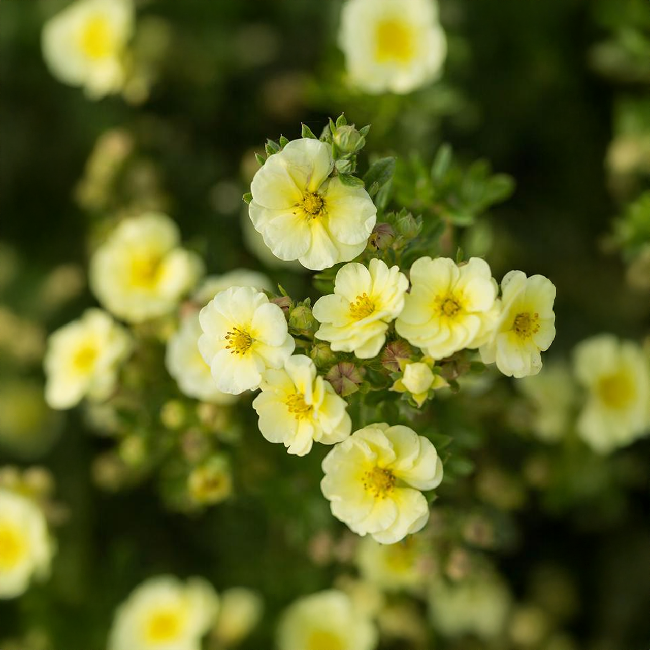 Potentille 'Lemon Meringue'