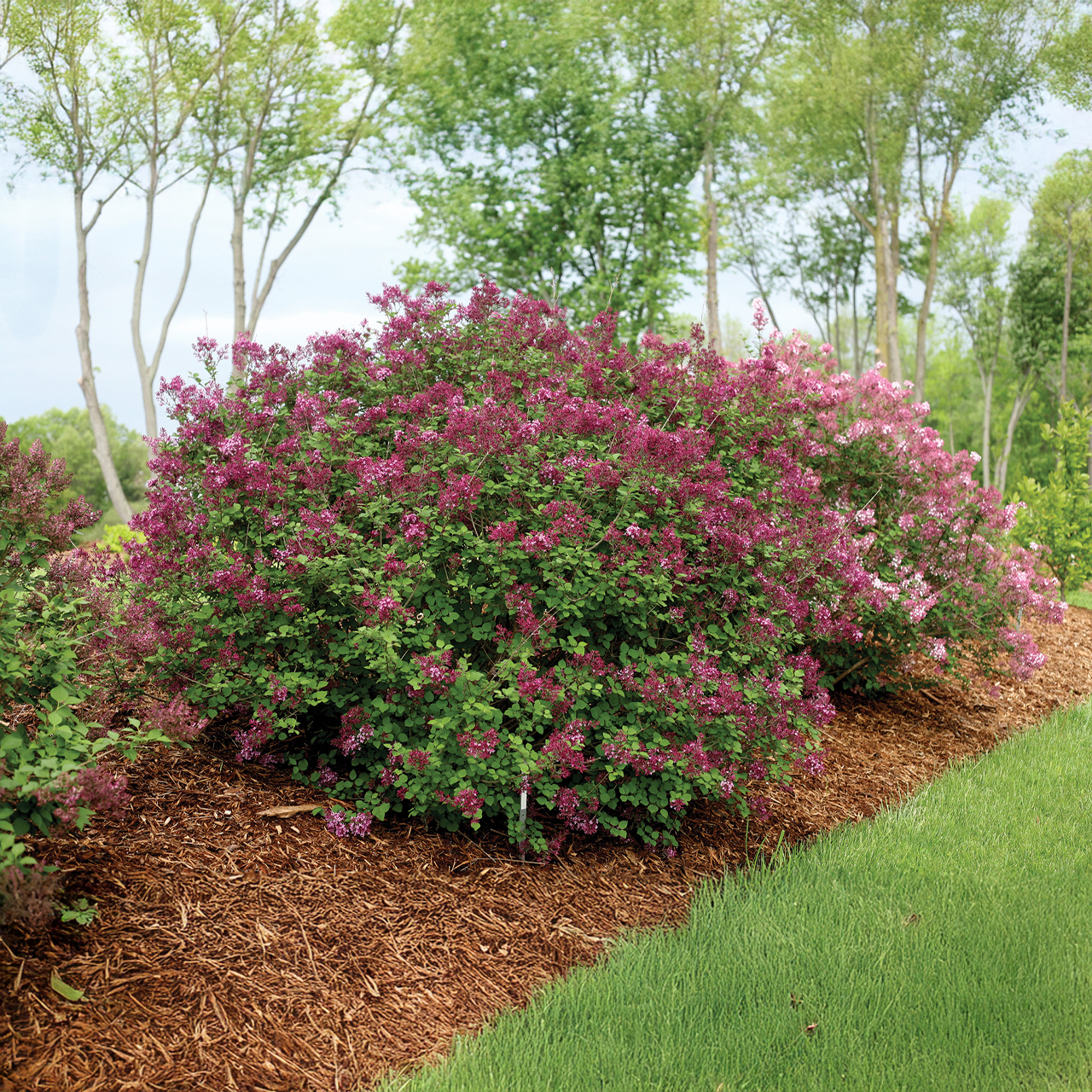 Arbuste lilas violet foncé « Bloomerang »